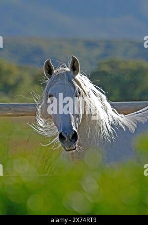 Andaluso, cavallo andaluso, Antequera, Andalusia, Spagna Foto Stock