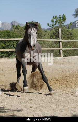 Andaluso, cavallo andaluso, Antequera, Andalusia, Spagna Foto Stock