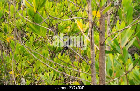 Ani a pagamento in un albero Foto Stock