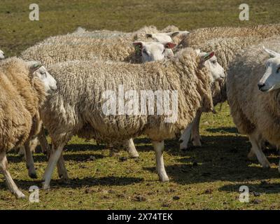 Molte pecore in un prato con un mulino sullo sfondo, Hollum, ameland, paesi bassi Foto Stock