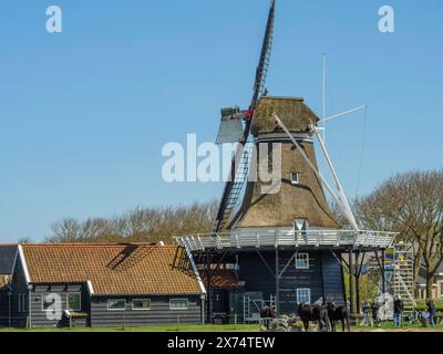 Molte pecore in un prato con un mulino sullo sfondo, Hollum, ameland, paesi bassi Foto Stock