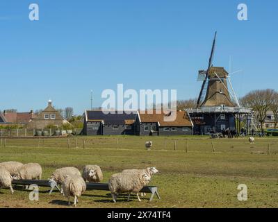 Molte pecore in un prato con un mulino sullo sfondo, Hollum, ameland, paesi bassi Foto Stock