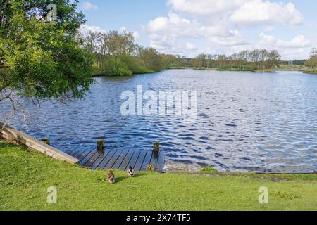 Vista di un lago con una piattaforma di legno e due anatre sulla riva erbosa sotto un cielo nuvoloso, piccolo lago nella campagna con anatre e un molo Foto Stock