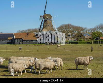 Molte pecore in un prato con un mulino sullo sfondo, Hollum, ameland, paesi bassi Foto Stock