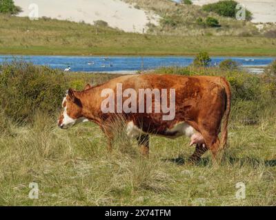 Una mucca bruna e bianca che pascolano in un prato vicino a un piccolo lago con dune di sabbia e vegetazione sullo sfondo, una mucca nelle dune di fronte ad una piccola Foto Stock