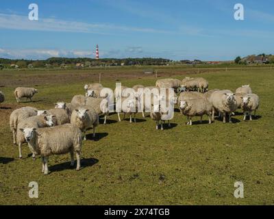 Molte pecore in un prato con un mulino sullo sfondo, Hollum, ameland, paesi bassi Foto Stock