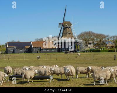 Molte pecore in un prato con un mulino sullo sfondo, Hollum, ameland, paesi bassi Foto Stock