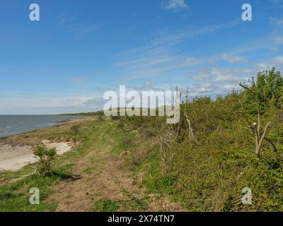 Un sentiero costiero conduce attraverso la vegetazione verde lungo il mare, dune e sentieri sul mare di Wadden, nuvole nel cielo, nes, ameland, paesi bassi Foto Stock