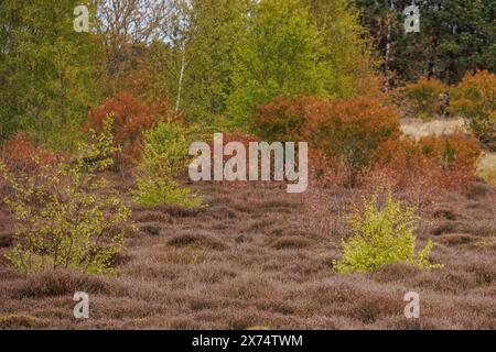 La brughiera di primavera con un colorato mix di cespugli verdi e marroni e alberi, erbe e arbusti con alberi e un sentiero per passeggiate in un paesaggio brughiero, Nes Foto Stock