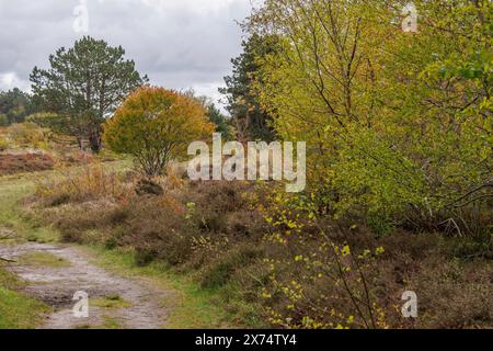 Sentiero autunnale nella foresta con foglie colorate e fitti cespugli, erbe e arbusti con alberi e un sentiero escursionistico in un paesaggio brufero, Nes, Ameland Foto Stock