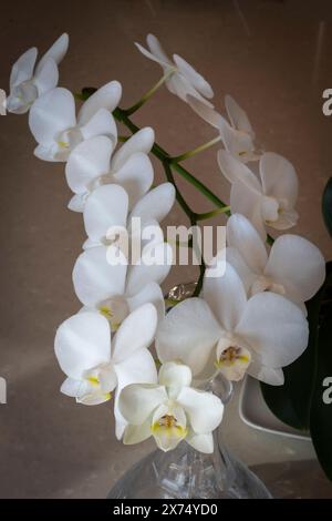 Orchidea Moth (Phalaenopsis) in piena fioritura a casa. Foto Stock