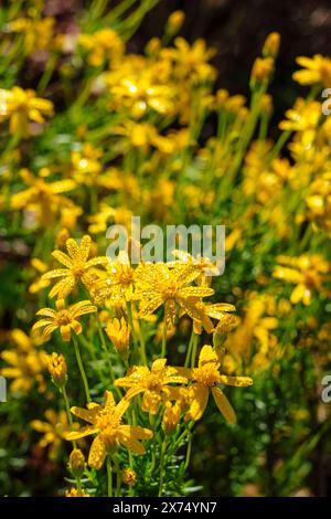 Damianita (Chrysactinia mexicana) della famiglia di girasoli, fiorisce al Ladybird Johnson Wildflower Center di Austin, Texas Foto Stock