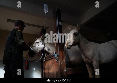 Canoas, Brasile. 17 maggio 2024. Un membro delle forze armate controlla il siero somministrato ai cavalli salvati dall'alluvione. I cavalli furono portati alla clinica veterinaria dell'Università di Ulbra. Crediti: Carlos Macedo/dpa/Alamy Live News Foto Stock