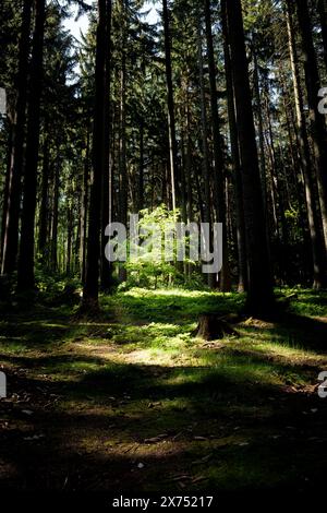 La luce del sole filtra tra tra i rami degli alberi nella foresta, gettando ombre attenuate sulle piante terrestri e sull'erba sottostante Foto Stock