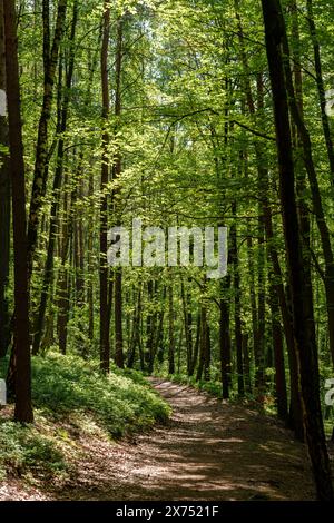 Uno stretto sentiero sterrato che si snoda attraverso un lussureggiante paesaggio naturale di alberi alti, macchie erbose e colorate foglie decidue, creando un pittoresco bosco Foto Stock