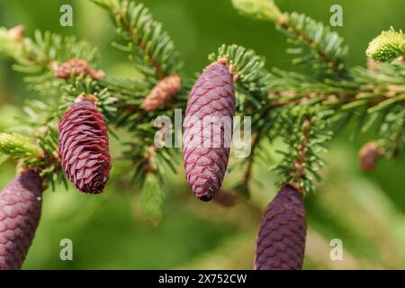 Un primo piano di un cono di pino corto su un ramo d'albero, che mostra la bellezza di questa conifera sempreverde. Una pianta terrestre con un'unica via fruttata Foto Stock