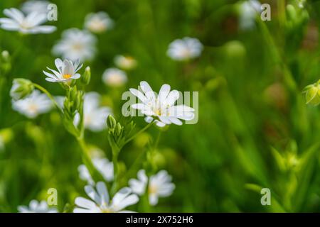 Una foto macro di un fiore bianco con un centro giallo che mostra i delicati petali di questa pianta erbacea. È un fiore selvatico e una fioritura Foto Stock