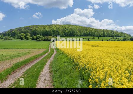 Una strada sterrata attraversa una pianura di vibranti fiori gialli sotto un cielo blu limpido, portando le persone in natura ad ammirare il paesaggio naturale circondato Foto Stock