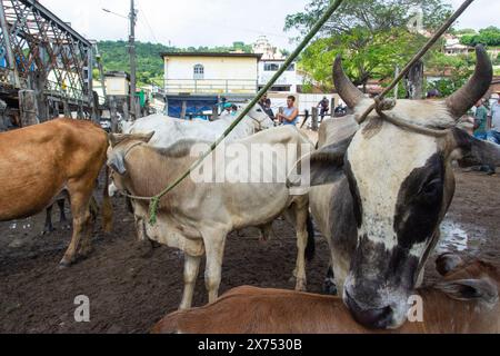 Cachoeira, Bahia, Brasile - 10 agosto 2019: Durante una fiera del bestiame nella città di Cachoeira, Bahia. Foto Stock