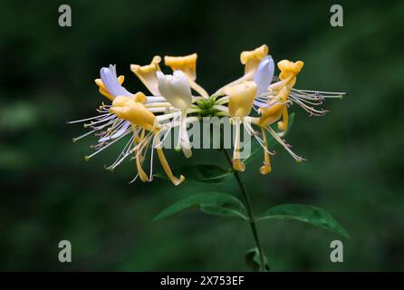 Caprifoglio, Lonicera periclymenum, Caprifoliaceae. Fiore selvatico britannico. Foto Stock