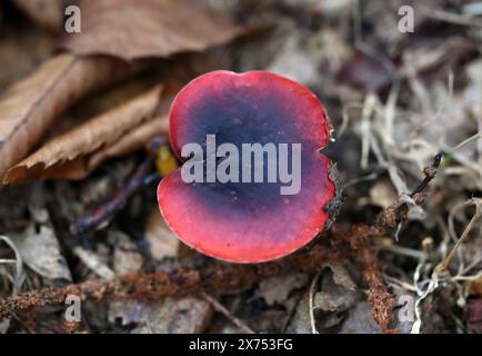 Viola nerastro Russula o viola, Brittlegill Russula atropurpurea, Russulaceae. Foto Stock