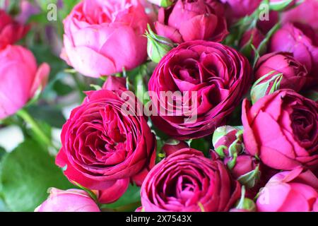 Splendido sfondo floreale di rose rosse di peonia. Foto di un bouquet in un negozio di fiori Foto Stock