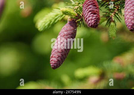 Un primo piano di un cono di pino corto su un ramo d'albero, che mostra la bellezza di questa conifera sempreverde. Una pianta terrestre con un'unica via fruttata Foto Stock