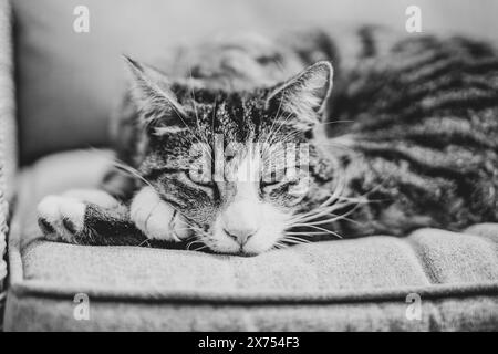 Gatto che si rilassa sul divano esterno guardando la telecamera in bianco e nero Foto Stock