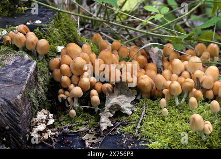 Luccicante Inkcap funghi, Coprinellus micaceus, Psathyrellaceae. Precedentemente Coprinus micaceus, Coprinaceae. Foto Stock