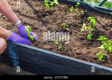 Vista ravvicinata di una donna che semina le piantine di pomodoro in un letto da giardino all'interno di una serra. Concetto di giardinaggio. Svezia. Foto Stock