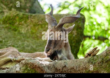 Markhor, capra falconeri, che riposa su una roccia. Foto Stock