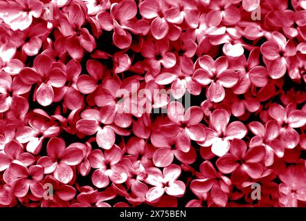 Bellissimo sfondo viola da fiori lilla close-up. Fiori primaverili di lilla. Foto Stock