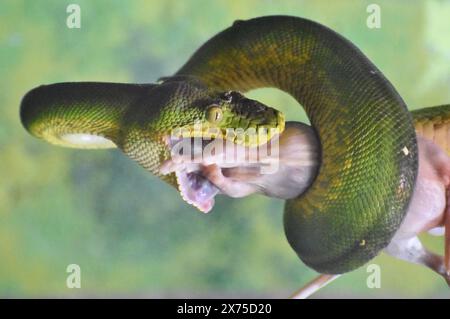 Un boa di smeraldo (Corallus caninus) che mangia un topo. Questa specie di boa si trova nelle foreste pluviali del Sud America. Foto Stock