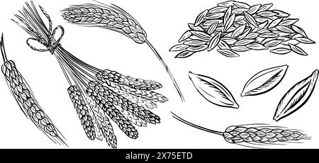 L'immagine delle orecchie. Frumento, orzo e malto di grano. Una manciata di grani. Per un poster sul processo di produzione della birra o del whisky presso il birrificio. Ha Illustrazione Vettoriale