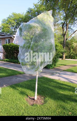 Piccolo albero ricoperto di tessuto Tulle come protezione dalle cicale su un prato anteriore a Morton Grove, Illinois Foto Stock