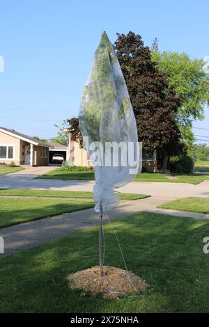 Rete di stoffa tulle che copre un piccolo albero come protezione da cicada a Morton Grove, Illinois Foto Stock