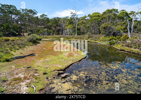Counsel Creek a Rutherford Beach, Maria Island, Tasmania Foto Stock