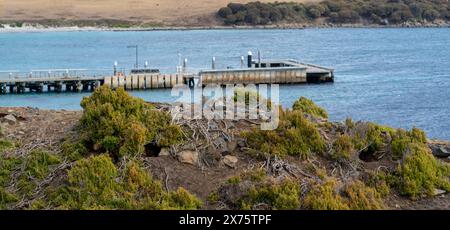 Maria Island Jetty con tane wombat in primo piano, Maria Island Tasmania Foto Stock