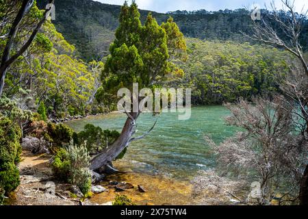 Pini a matita sulla riva del lago Dobson, Mount Field National Park, Tasmania Foto Stock