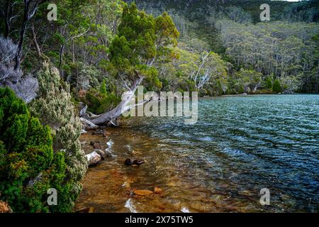 Pini a matita sulla riva del lago Dobson, Mount Field National Park, Tasmania Foto Stock