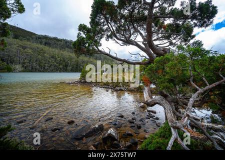 Pini a matita sulla riva del lago Dobson, Mount Field National Park, Tasmania Foto Stock