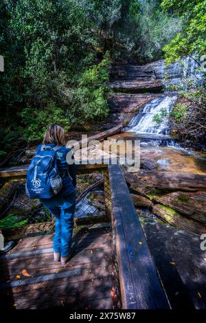 Escursionista in piedi sulla piattaforma panoramica che guarda le cascate Lady Barron, il Mount Field National Park, Tasmania Foto Stock