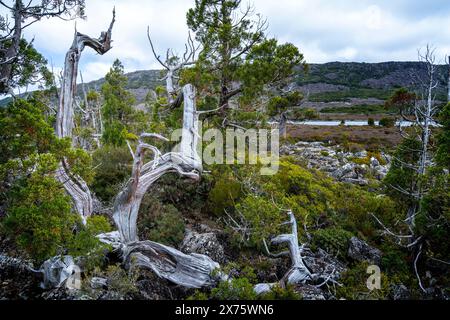 Vegetazione alpina e Pencil Pines sulla riva del lago Pine, Plateau centrale, Tasmania Foto Stock