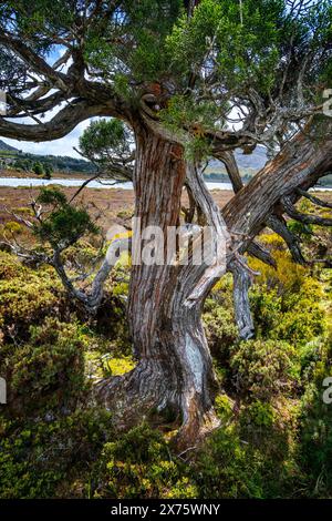 Pencil Pines sulla riva del lago Pine, Plateau centrale, Tasmania Foto Stock