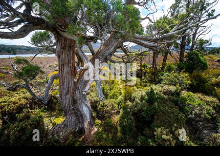 Pencil Pines sulla riva del lago Pine, Plateau centrale, Tasmania Foto Stock