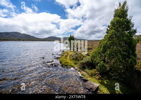 Vegetazione alpina e Pencil Pines sulla riva del lago Pine, Plateau centrale, Tasmania Foto Stock