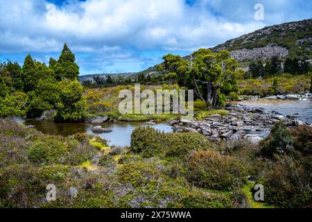 Vegetazione alpina e Pencil Pines sulla riva del lago Pine, Plateau centrale, Tasmania Foto Stock