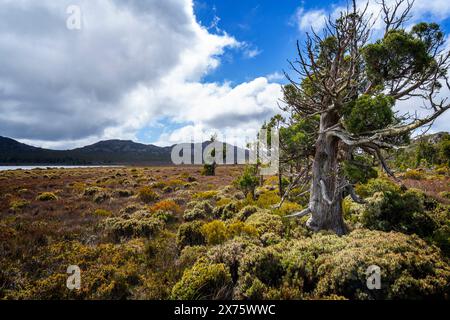 Vegetazione alpina e Pencil Pines sulla riva del lago Pine, Plateau centrale, Tasmania Foto Stock