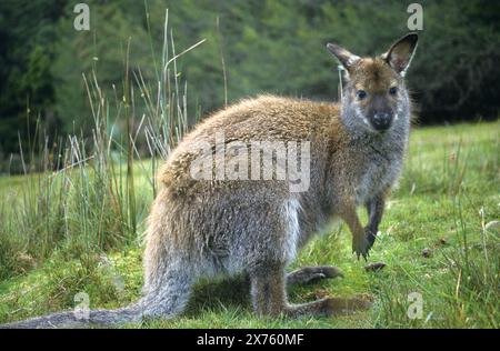 Wallaby, Bennetts wallabies (Macropus rufogriseus)- la sottospecie della Tasmania del wallaby dal collo rosso che si trova nell'Australia continentale orientale. Tasman Foto Stock