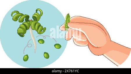 Tenere le mani e disperdere i semi Impatiens Illustrazione Vettoriale